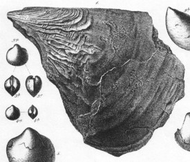 Pinna iburgensis WEERTH 1884