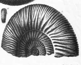 Simbirskites (Craspedodiscus) iburgensis (WEERTH 1884)